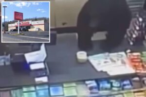 Black bear chases ‘screaming’ 11-year-old boy into dollar store before leaping over counter: video