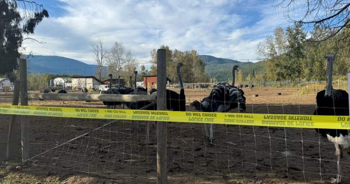 Death at B.C. ostrich farm deemed ‘not suspicious,’ say RCMP