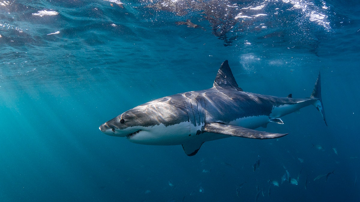 A great white shark swims underwater