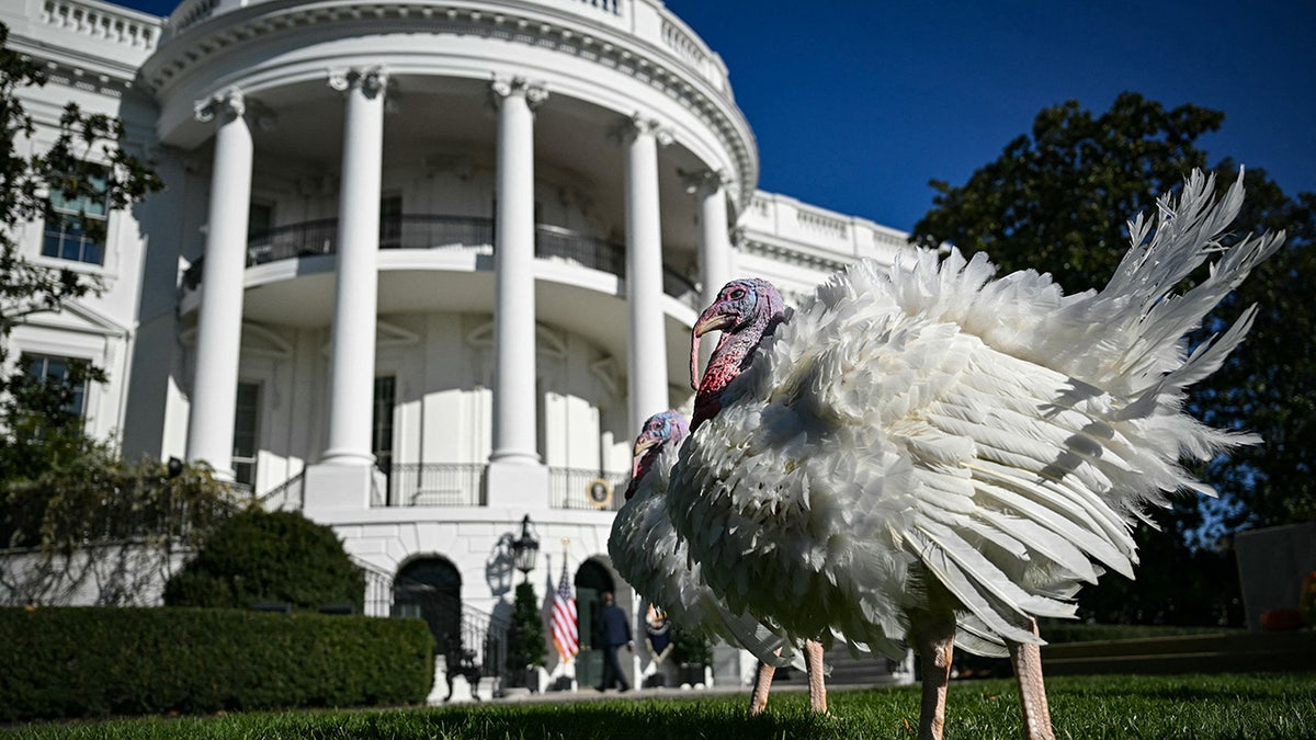 Turkeys at the White House