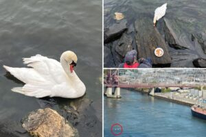 Exclusive | Beloved NYC swan couple torn apart after bird killed by rock-wielding maniac, raising fears about mate’s fate