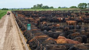 EU Parliament and member states set to clash over Mercosur safeguards