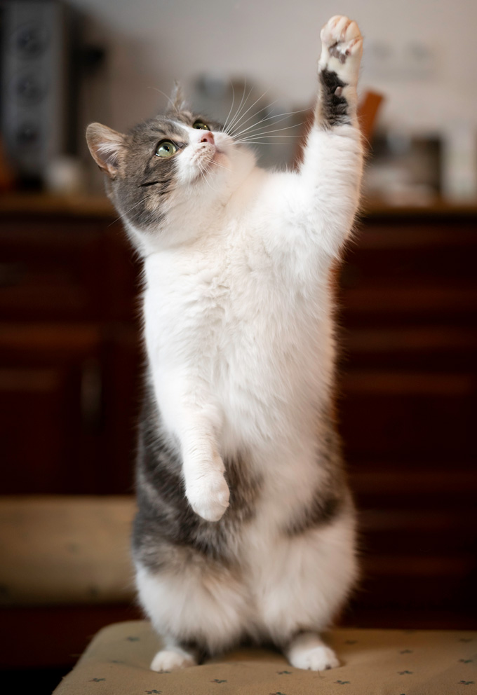 A gray and white cat stands on its hind feet on a cushion with one paw outstretched overhead.