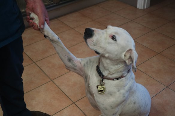 Tinker was adopted by the O’Grady family after being rescued from a rural council pound.