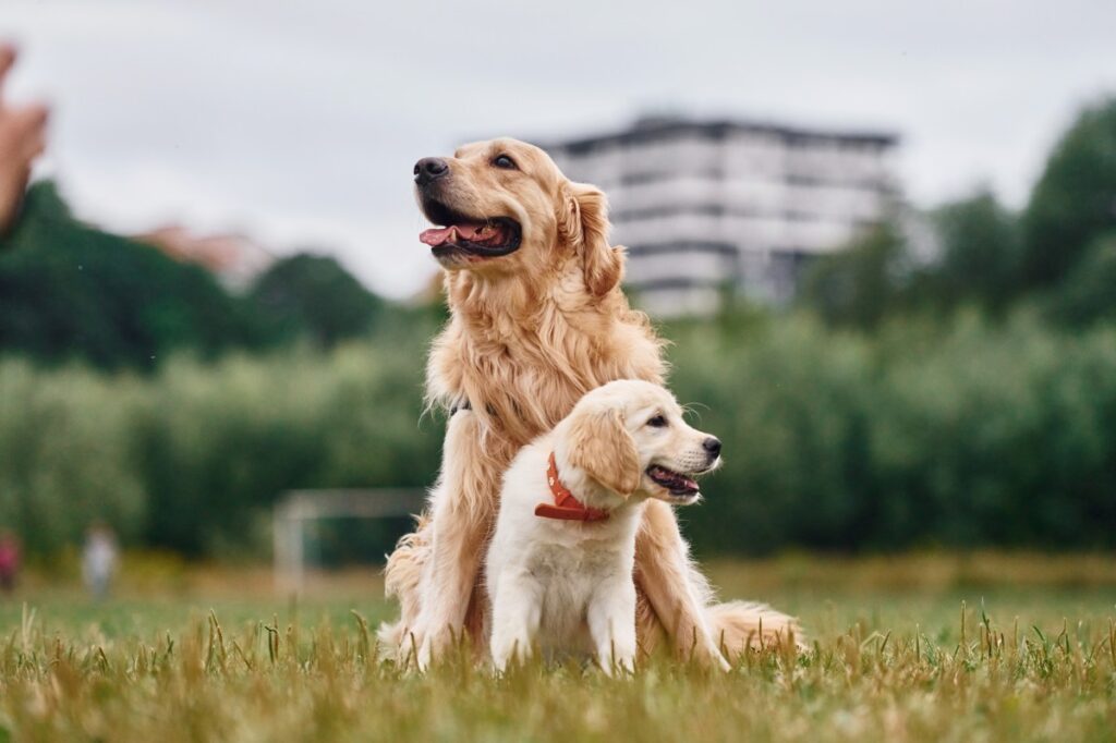 Golden Retriever Meets New Puppy, Viewers Are Obsessed With Response