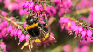 Trucked-in honeybees may edge out bigger bumblebee foragers