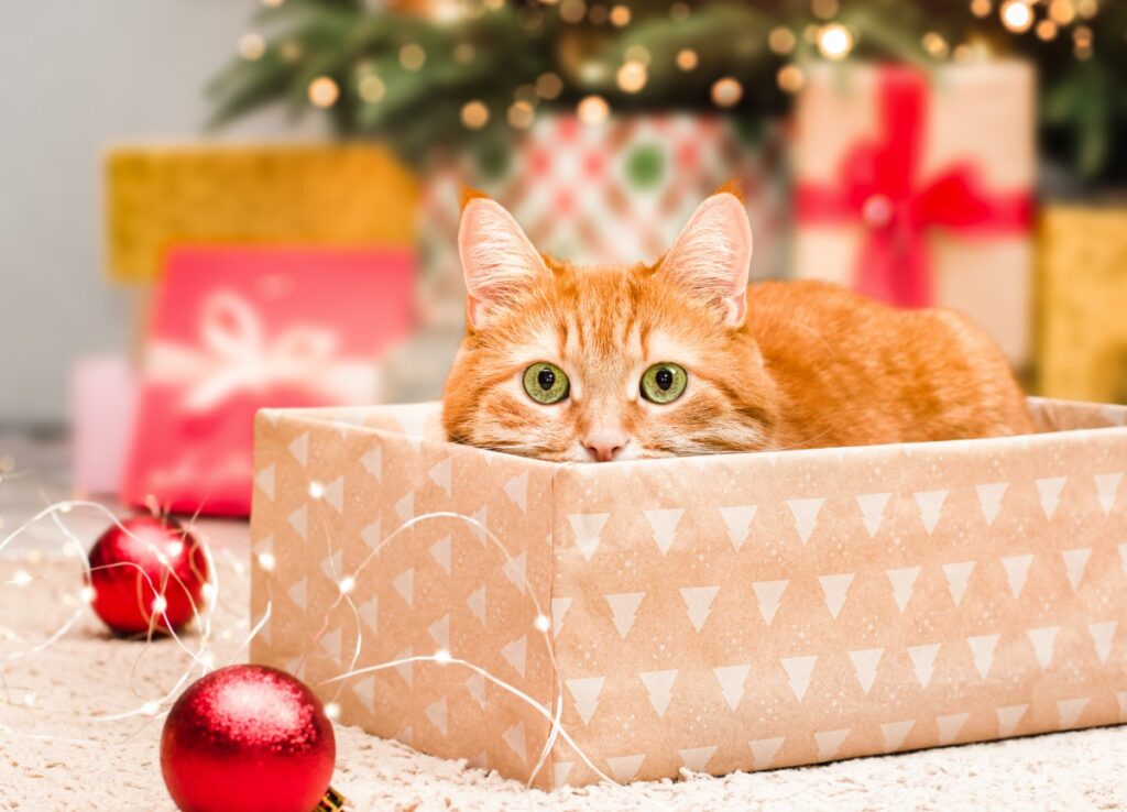 Man Buys Wife Early Christmas Present, Tears As Gift Starts To Move