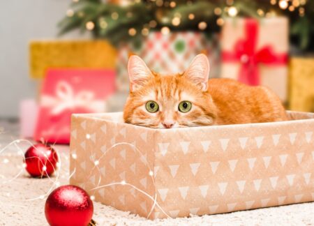 Man Buys Wife Early Christmas Present, Tears As Gift Starts To Move