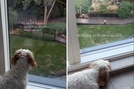 TBC Apartment dog keeps looking out window-so owners make major life decision