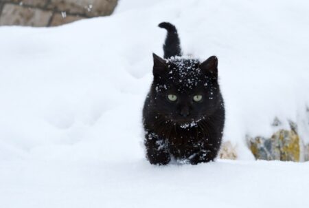 Stray Cat Living Outside Gets Christmas Gift—Reaction Melts Hearts