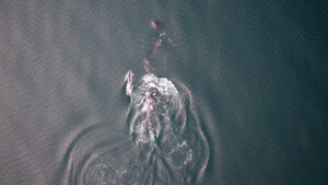 In a first, orcas and dolphins seen possibly hunting together