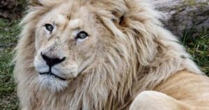 Toronto Zoo euthanizes beloved male white lion after health decline