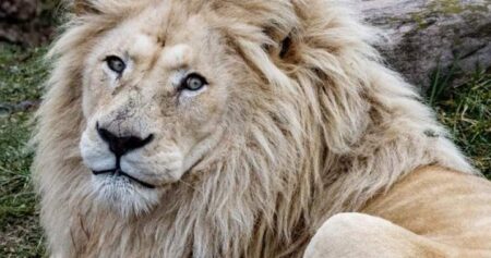 Toronto Zoo euthanizes beloved male white lion after health decline