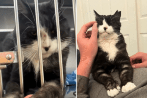 Rescue Cat Found in Dumpster, What Happens One Year Later Melts Hearts