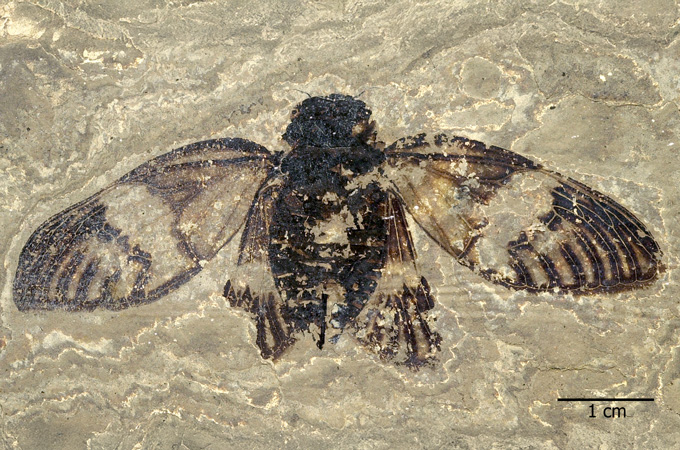 A fossil of an insect, its wings outstretched, shows up dark brown against a lighter brown rock.
