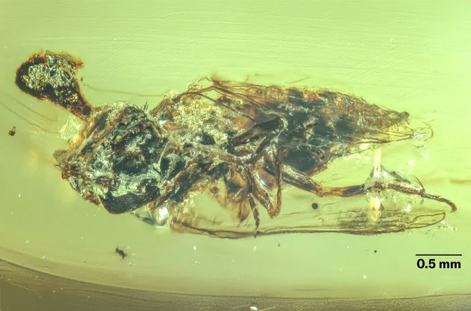 A shape that looks like a tornado, but in fact is a fungus, sticks out of the head of an insect preserved in amber.