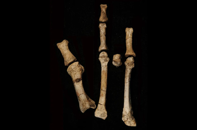 Several pieces of bone are arranged on a black background as they would have shown up in the actual foot of an ancient human relatives.