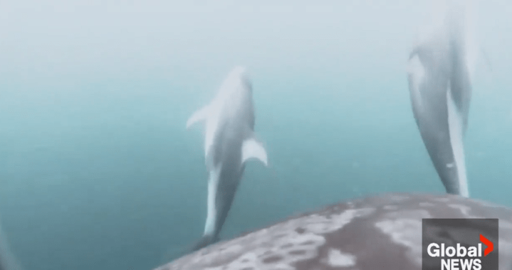 Rare footage shows dolphins helping orcas hunt off B.C. coast