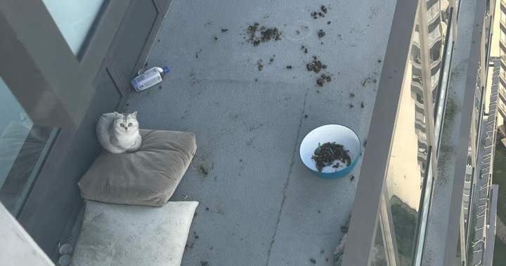 Cat seen locked out on Burnaby balcony ‘for months’ now in care, BC SPCA says
