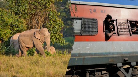 Several elephants killed in train collision as impact causes multiple coaches to derail