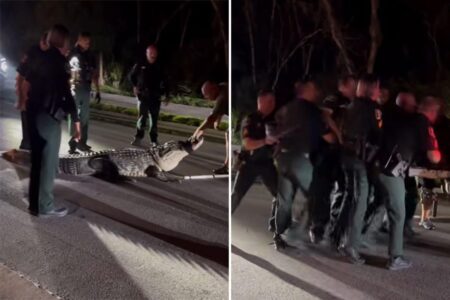 Wild video shows Florida police wrangle with massive 600-pound alligator in frantic scene