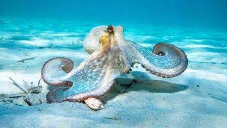 Scientists Develop an Octopus-Like ‘Soft Robot’ That Can Change Color