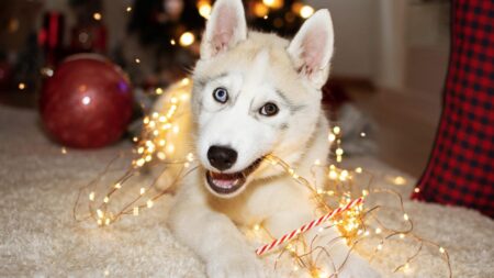 These Christmas Songs Stress Your Pets Out. Here’s a Better List
