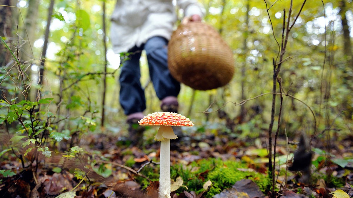 woman foraging for mushrooms