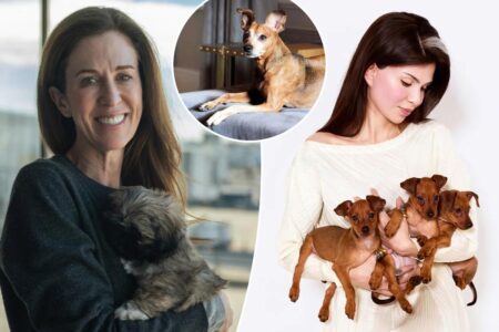 Exclusive | I spent $50K cloning my dead dog — here’s what it’s like having a duplicated pup