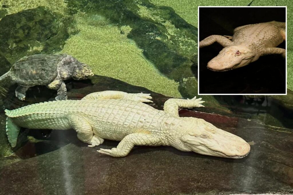 San Francisco’s beloved albino alligator Claude dead at 30