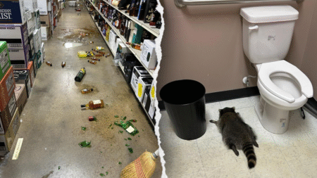 Raccoon breaks into liquor store, passes out in bathroom after booze-fueled 'rampage'