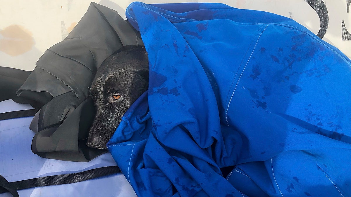 This photo released by San Diego Fire-Rescue shows Sadie, a black Labrador retriever-mix, on a lifeguard boat heading to shore after being rescued from the water near Mission Beach, San Diego, Nov. 23, 2025. (San Diego Fire-Rescue via AP)
