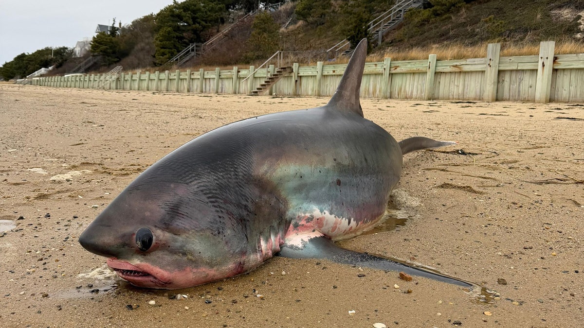 red, possibly injured shark on shore