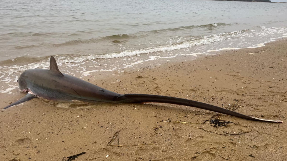 shark with very long tail