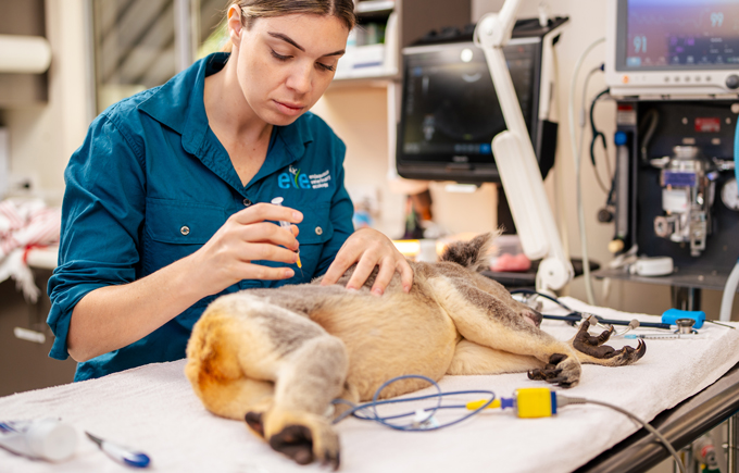 A researcher standing behind an examination table gives a vaccine to a koala lying on its side on the table. The koala's belly is facing the camera and its head is to the right. The pair are in a veterinary lab and surrounded by medical equipment.