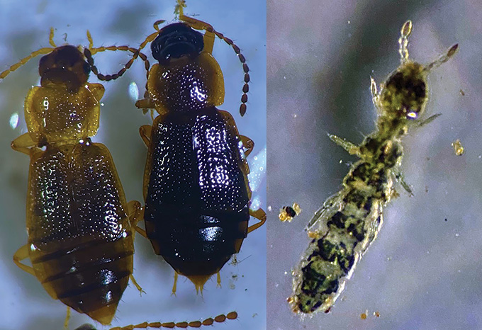A comparison of beetles and springtails, two types of arthropods.