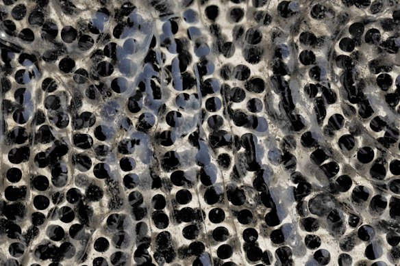 Cane toads can lay up to 35,000 eggs in one cycle and may have two cycles a year.