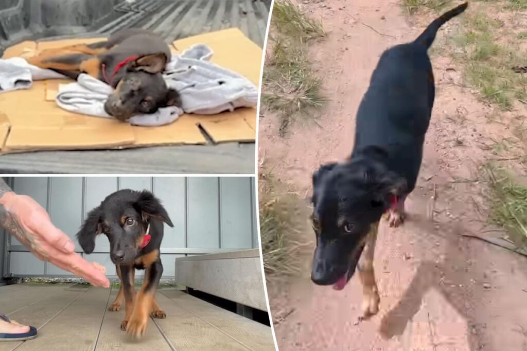 This spunky pup suffered a massive brain injury that left him unable to walk — but he refused to stay down