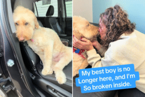 Woman Films Herself Collecting Dog From Groomers, Hours Later He Was Gone