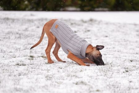 Woman Orders XL Jumper for Belgian Malinois, Unprepared for What Arrives