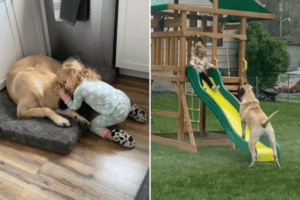 Shelter Warns English Mastiff Can’t Live With Kids—Mom Takes the Risk