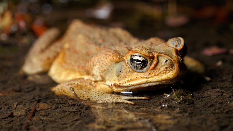 Brisbane residents urged to collect toads for science