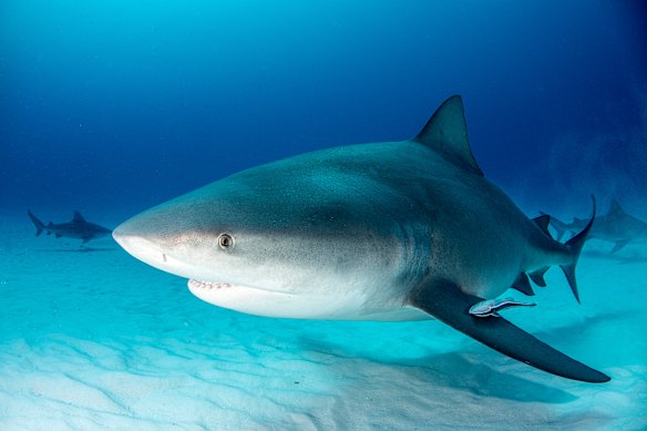Bull sharks: stay away