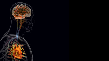 The brain’s response to a heart attack may worsen recovery