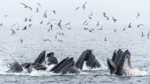 Canadian humpback whales thrive with a little help from their friends
