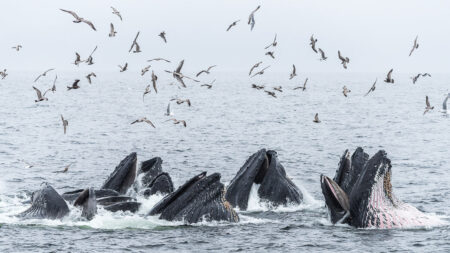 Canadian humpback whales thrive with a little help from their friends