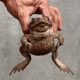 An adult cane toad.