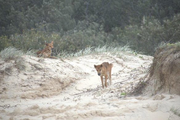 Dingoes are wild animals, comparable to wolves or coyotes.