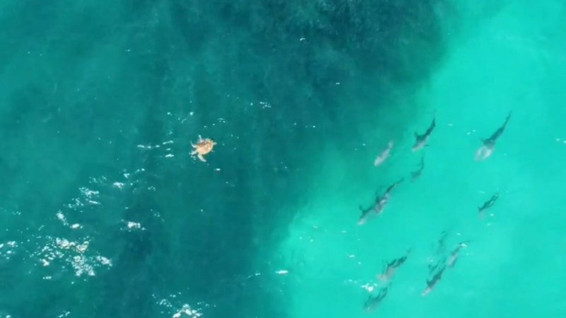 Incredible feeding frenzies at popular Queensland beaches