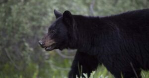 Fewer black bears killed in B.C. last year than in last decade: conservation officers